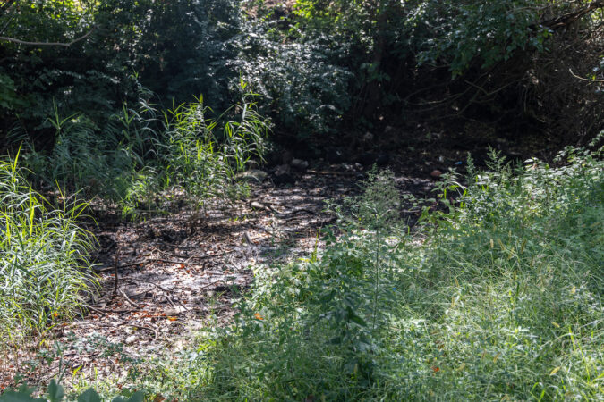 Shrubbery is visible