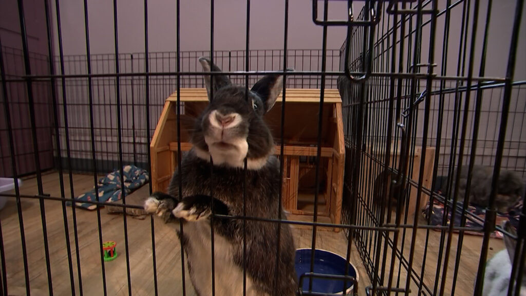 BUNNYCAFE-6abc-2023-09-27 Rabbit in a cage