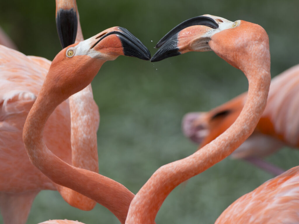 Two American flamingos seen at a Zoo in Miami, in July 2016. Flamingos are native to Florida, but less than 1% of the world’s population resides there after the birds were hunted to near extinction at the turn of the 20th century. Two American flamingos