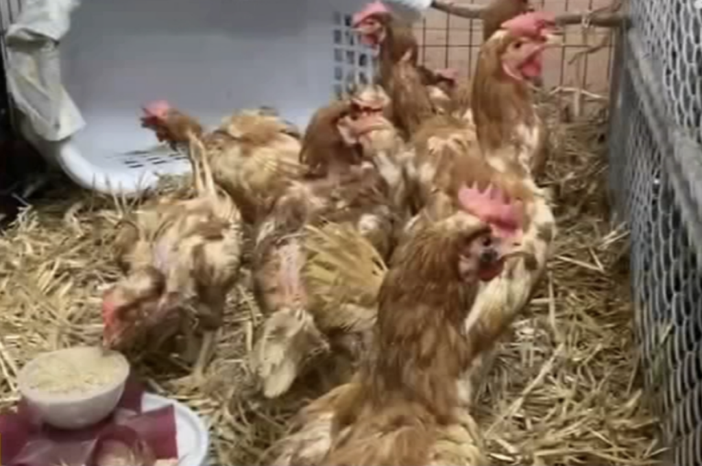 chickens-acct-philly-6abc-2023-09-25 chickens