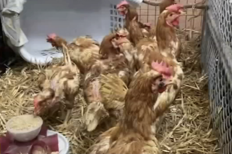 chickens