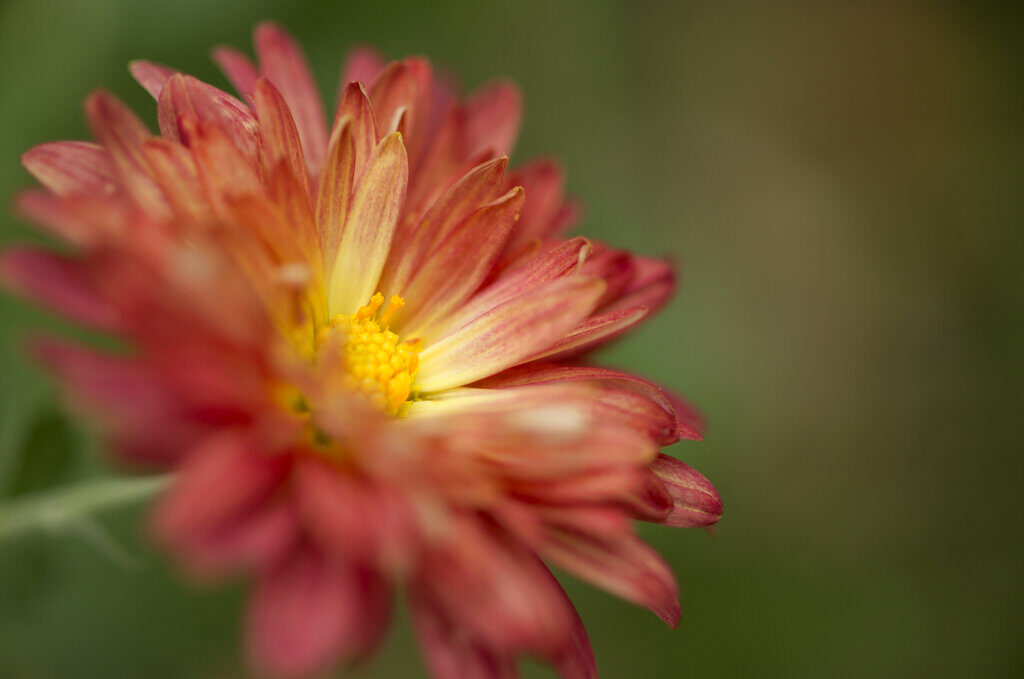 Chrysanthemum A close-up of a chrysanthemum bloom.