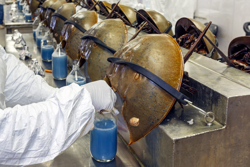 Horseshoe crabs are bled alive at a facility in Charleston, S.C., in June 2014. A scientist bleeds a horseshoe crab in a facility.