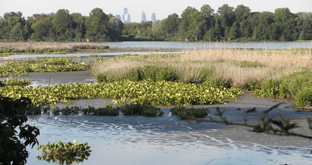 eastwick-flooding-philadelphia Philadelphia's skyline is visible above the Eastwick tree line.