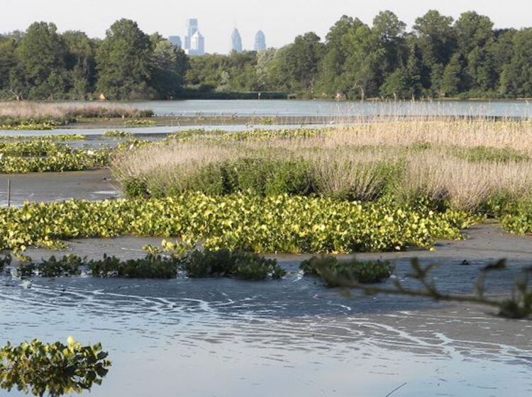 Philadelphia's skyline is visible above the Eastwick tree line.