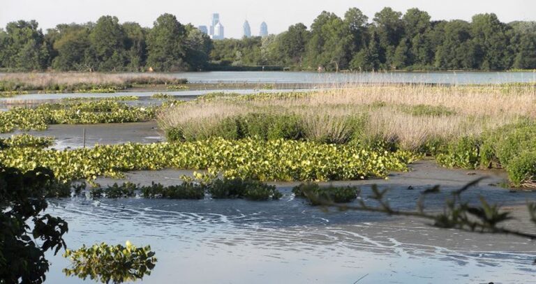 Philadelphia's skyline is visible above the Eastwick tree line.