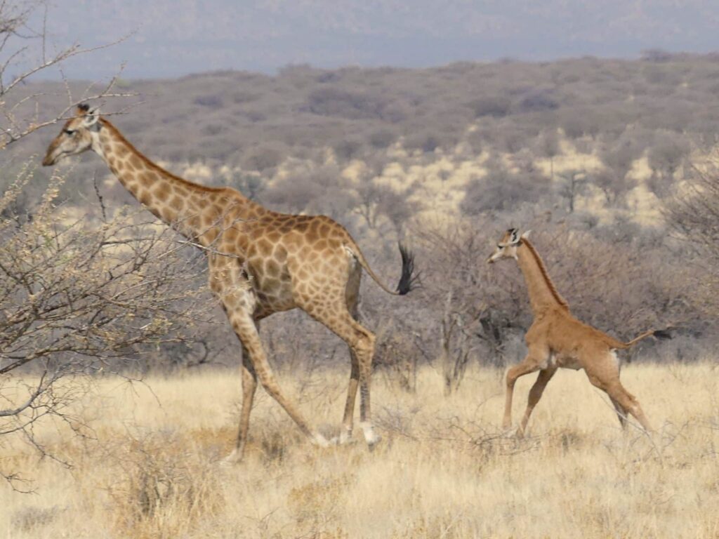 A baby giraffe was discovered in Namibia, Africa, without any spots. The only other known living spotless giraffe was born at a zoo in Tennessee in late July. A baby giraffe was discovered in Namibia, Africa, without any spots. The only other known living spotless giraffe was born at a zoo in Tennessee in late July. (Eckart Demasius/Giraffe Conservation Foundation via Reuters Connect)
