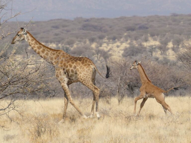 A baby giraffe was discovered in Namibia, Africa, without any spots. The only other known living spotless giraffe was born at a zoo in Tennessee in late July. (Eckart Demasius/Giraffe Conservation Foundation via Reuters Connect)