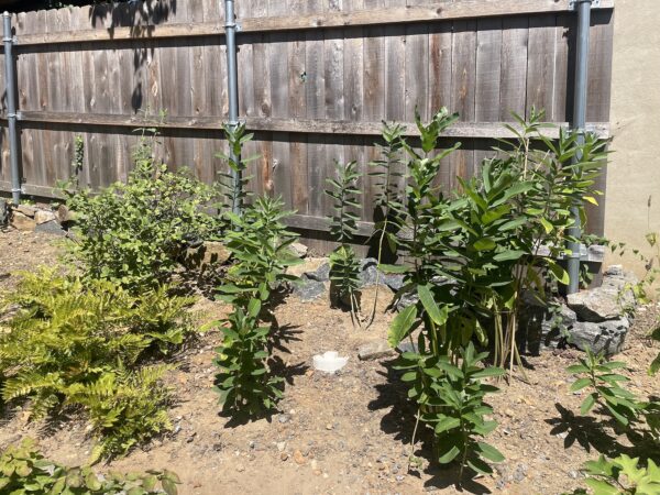 Milkweed growing in a backyard garden