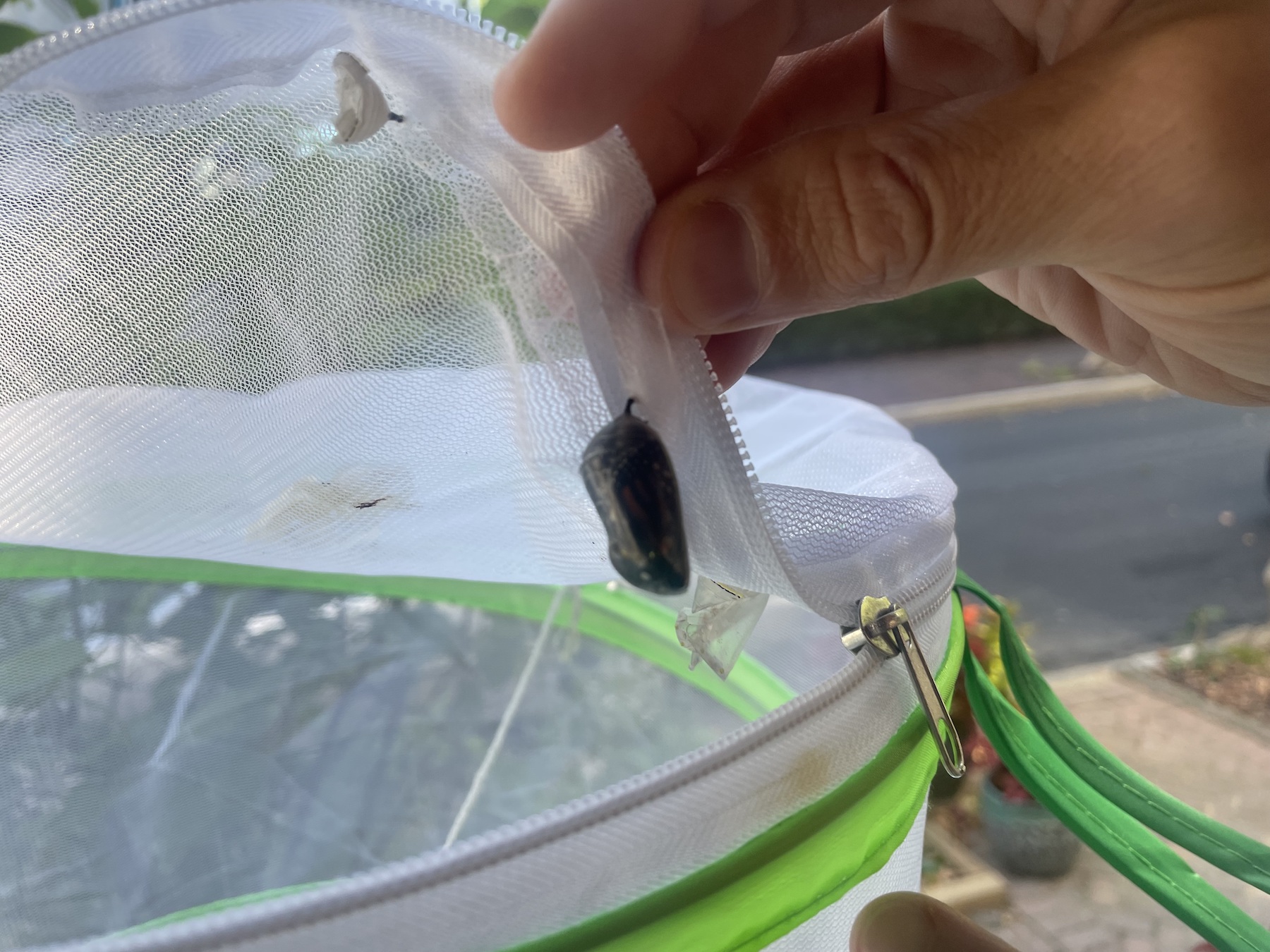 chrysalis inside some netting