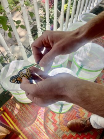 Placing a tag on a butterfly