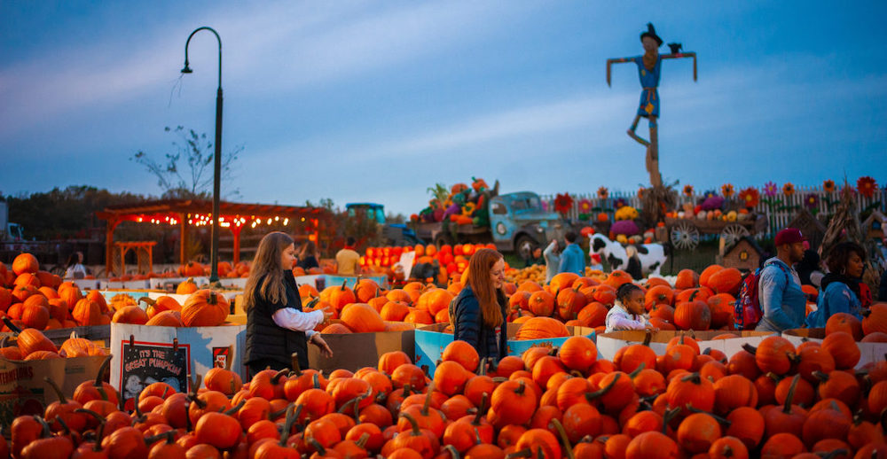 People walk among rows of pumpkins at Linvilla Orchards