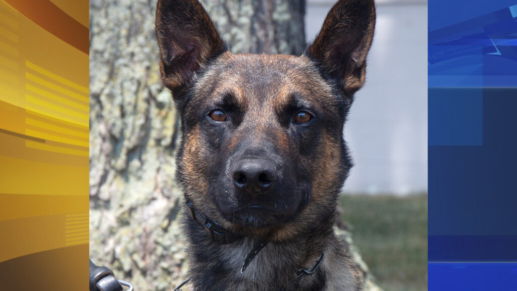 yoda-k9-officer A close-up of a dog, Yoda