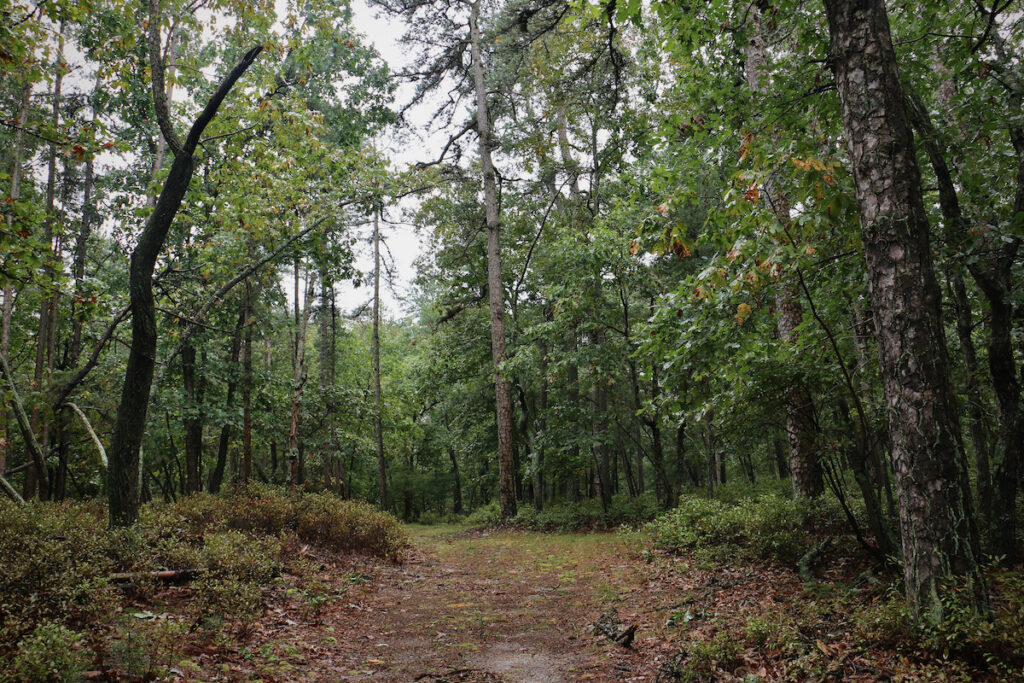 Trees in a forest