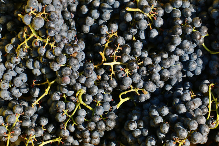bunches of grapes