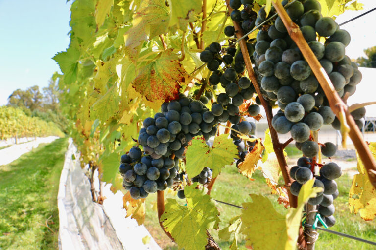 Grapes on the vine