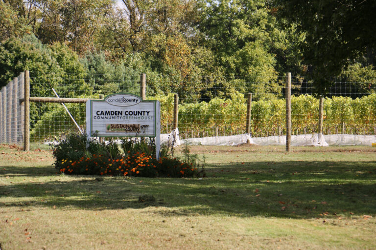 Vineyard