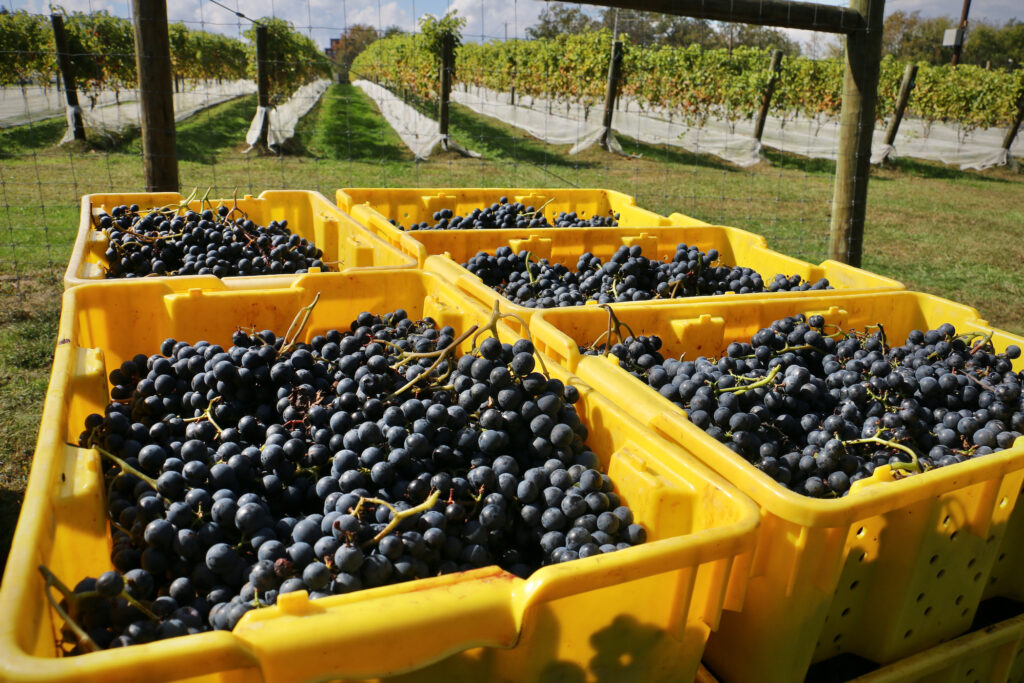Bunches of grapes