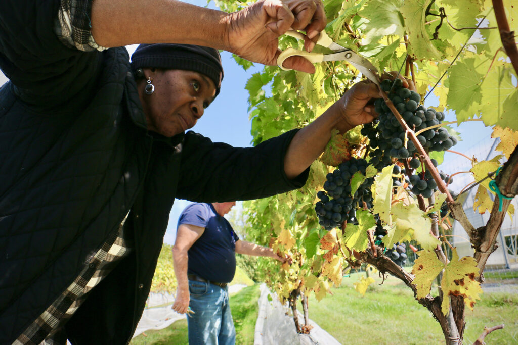 2023 10 10-e lee-clara robinson michael kirby-blackwood nj-camden county vineyard master gardeners People harvesting grapes