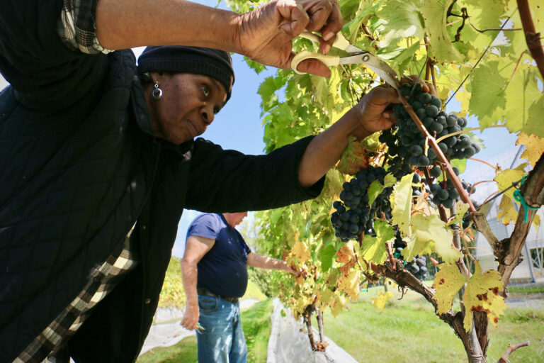 People harvesting grapes
