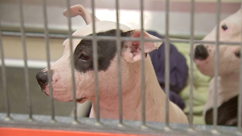 acct-philly-shelter-dogs-6abc-2023-10-11 2 dogs in a shelter