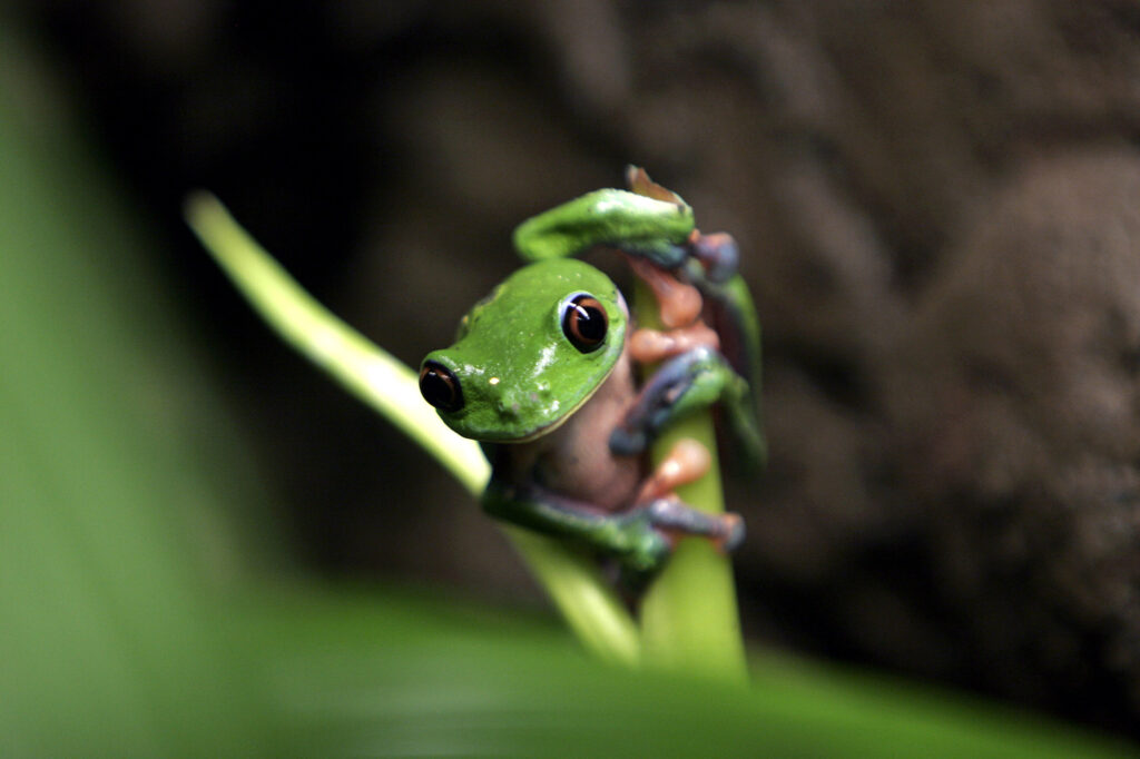 A study published in the journal Nature found that the status of amphibians globally is