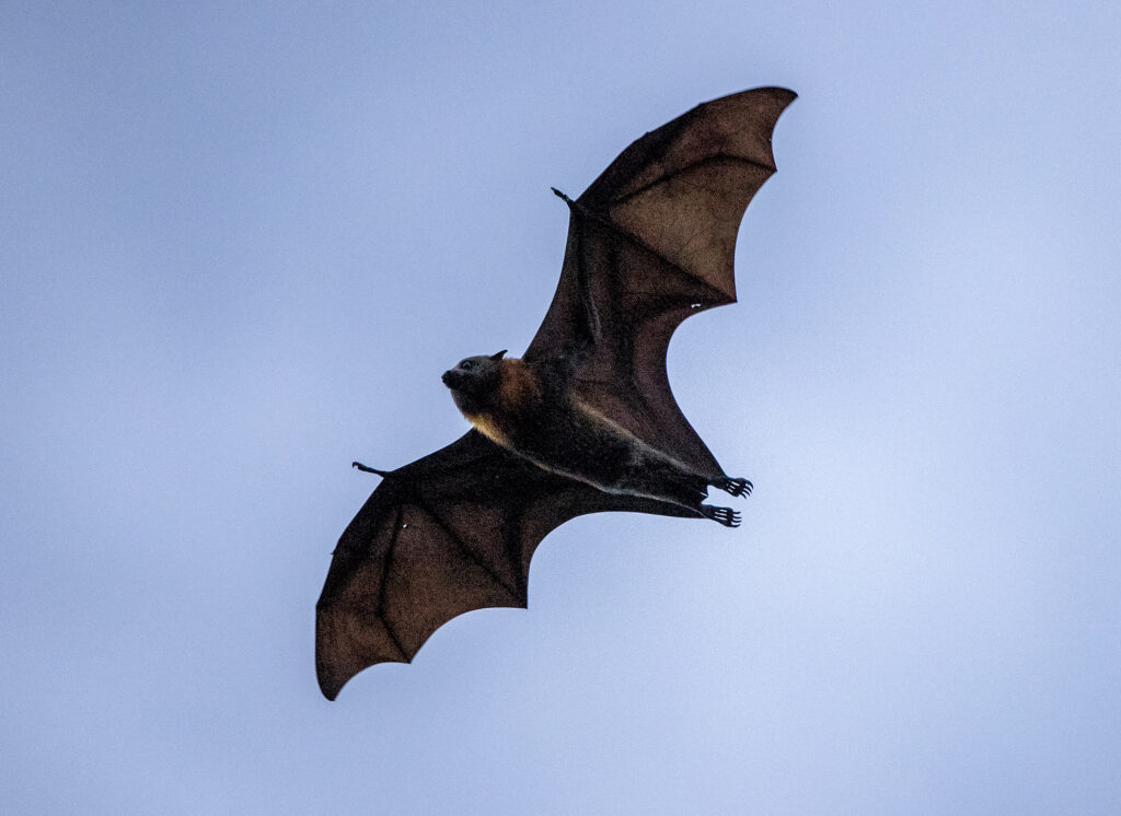 APTOPIX Australia Daily Life A bat in flight