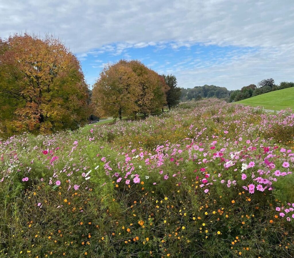meadows-1 A meadow of pink and yellow wildflowers near trees
