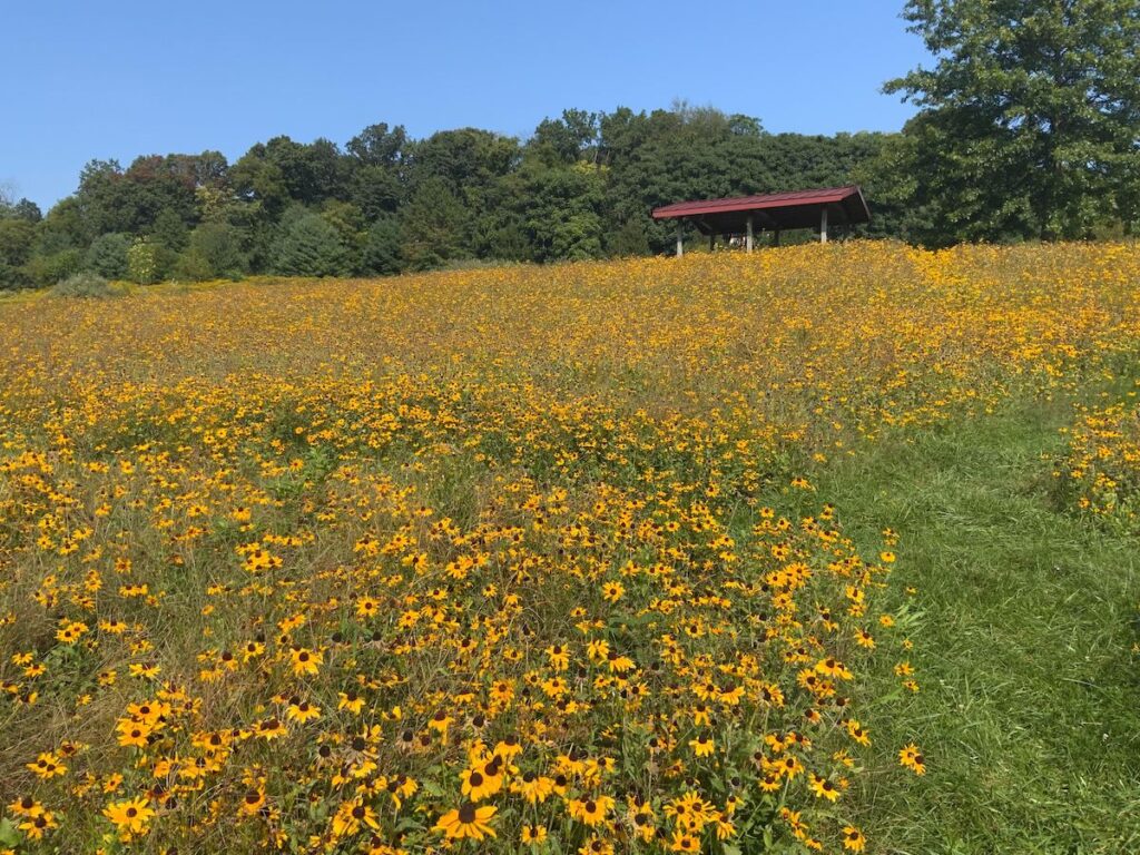 A meadow of yellow and black flowers covers a hillside. A small open structure and trees are visible on the horizon.