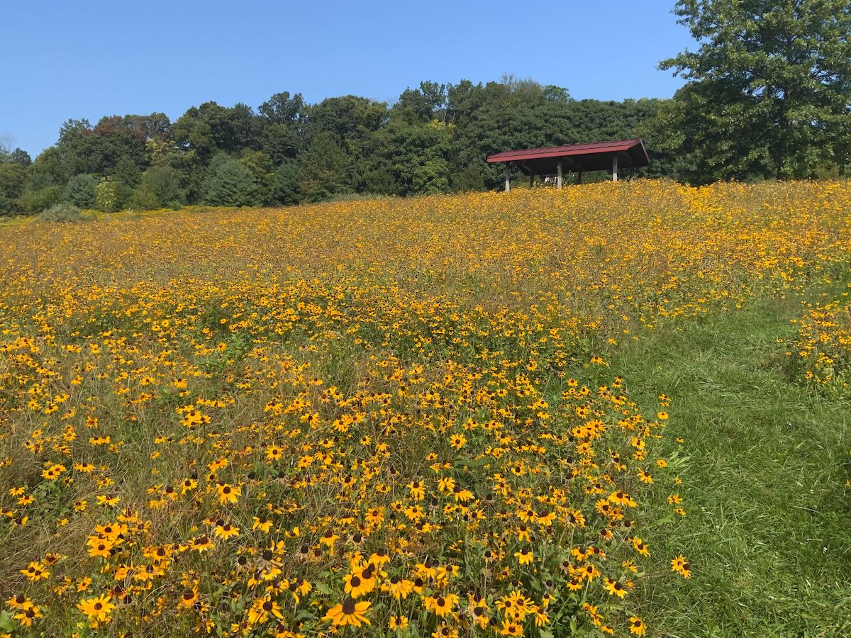 A meadow of yellow and black flowers covers a hillside. A small open structure and trees are visible on the horizon.