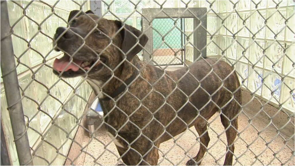 shapiro-dog-law-adoption-6abc-2023-10-25 Dog in a shelter