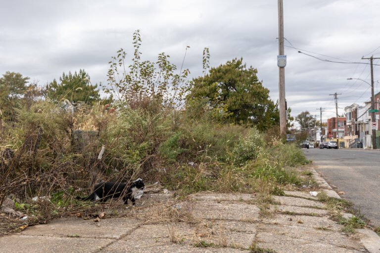 North Philadelphia’s Logan Triangle once held about 1,000 homes that were demolished in the 1980s. (Kimberly Paynter/WHYY)