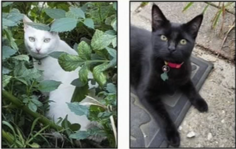2 cats