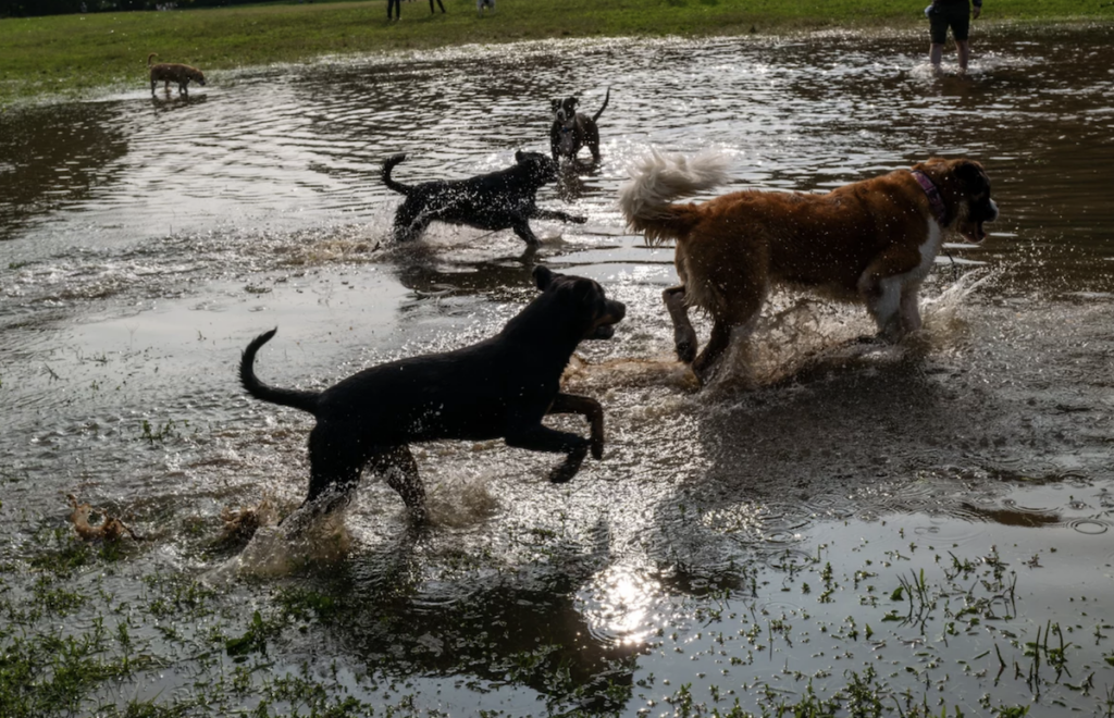 dogs-lake-getty Dogs play in a lake