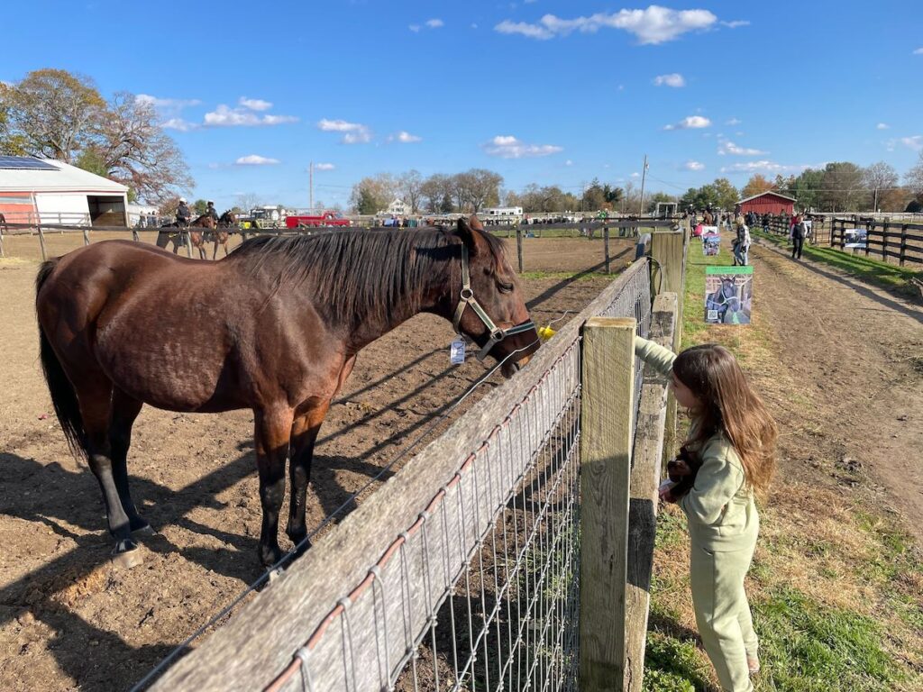A child feeds a horse