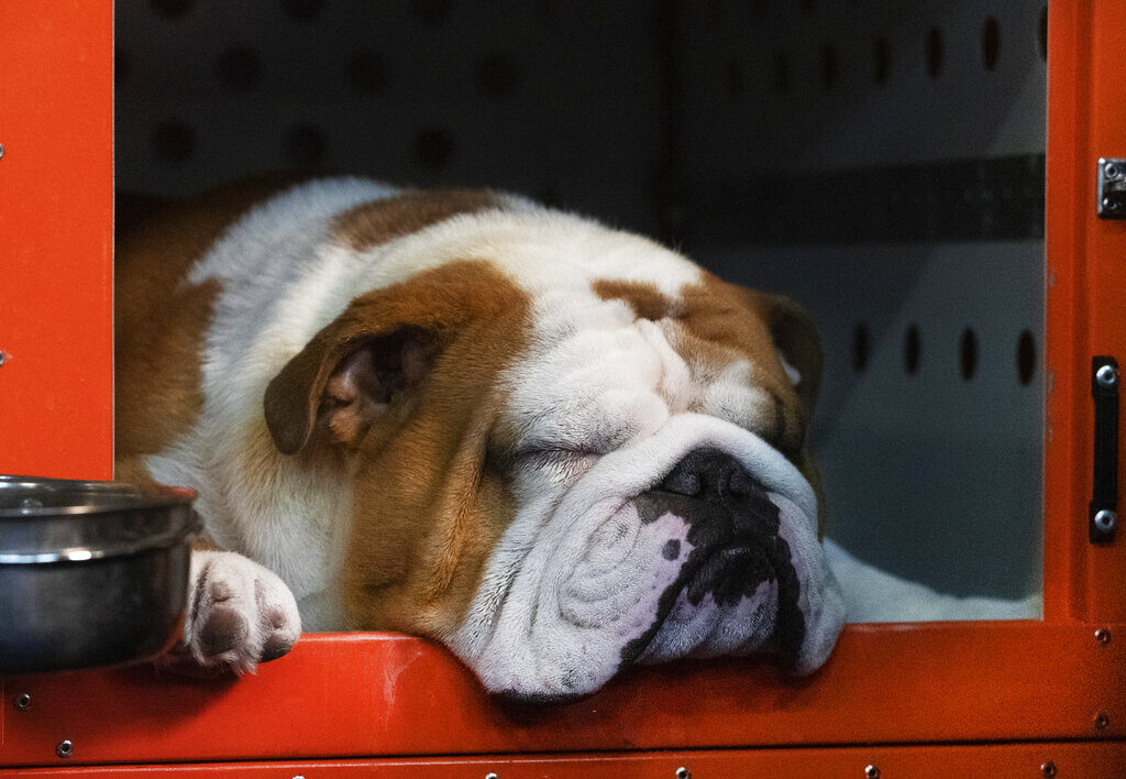 Thor the bulldog napping