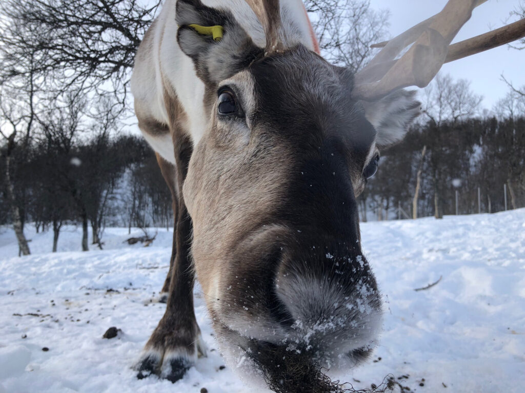 01_img_2011-ffdebf1d2c44b76bfa0f3679098f63e46d07c576-s1600-c85 Scientist measured the brainwaves of cud-chewing reindeer, and found that they are similar to those of deep sleep.