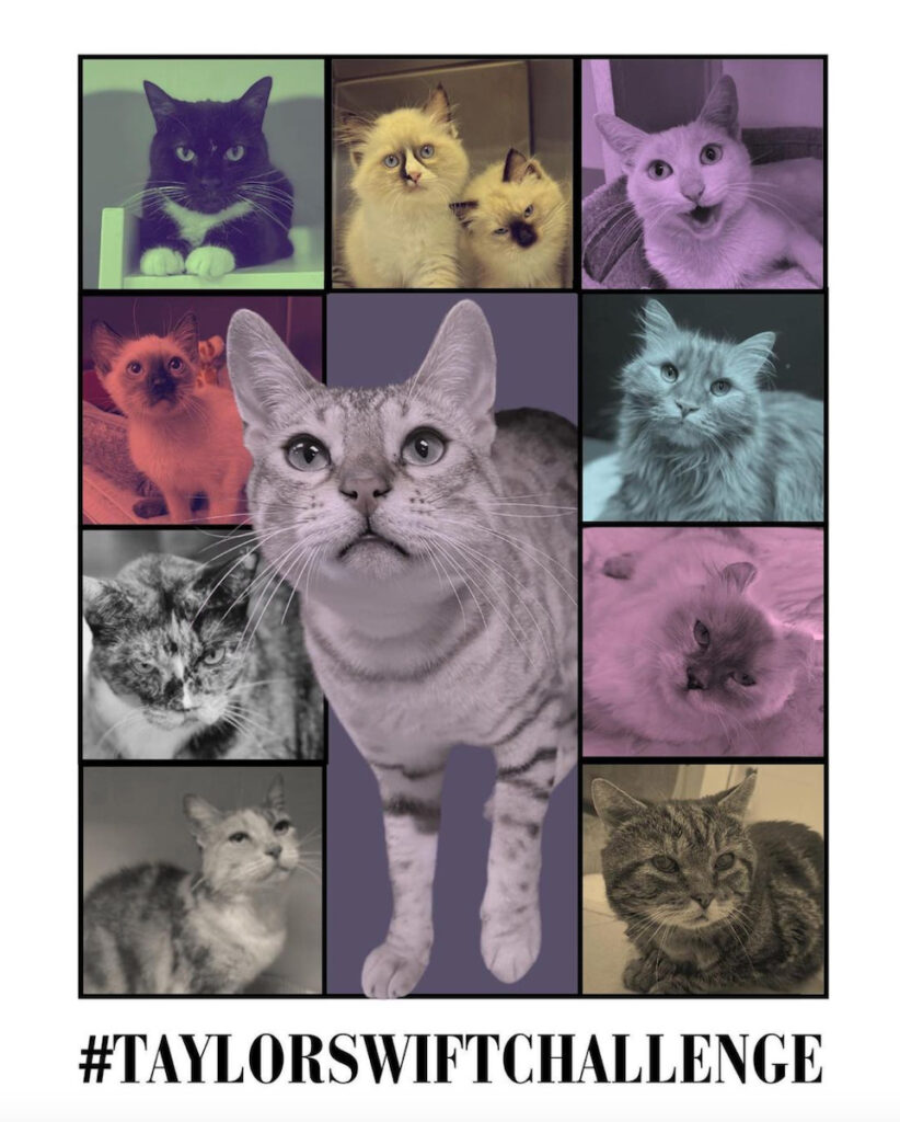 Screenshot-2023-12-12-at-4.51.51-PM The PSPCA is holding a Taylor Swift challenge to encourage people to donate to their local animal shelters. (Instagram by @pspca)