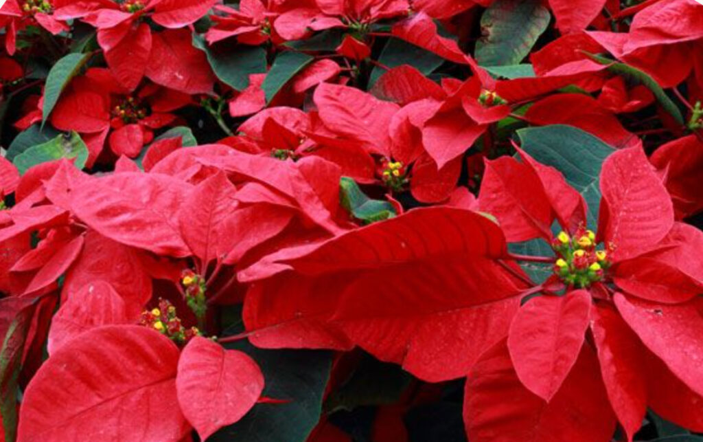 Screenshot-2023-12-19-at-5.18.01-PM Poinsettia are among the holiday blooms seen at Bartram's Garden.