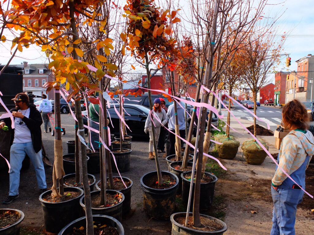 Staging2 A total of 46 trees were planted along 6 different blocks. (Jay Watson/ New Jersey Conservation Foundation)