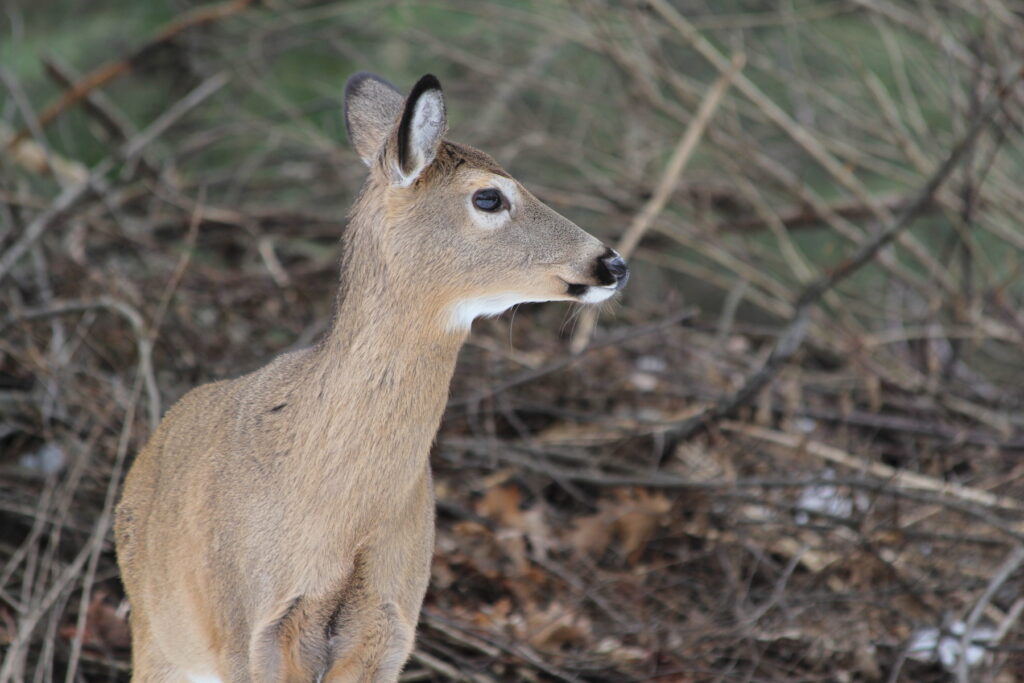deer-spotlight-pa-2023-12-13 A deer in the woods