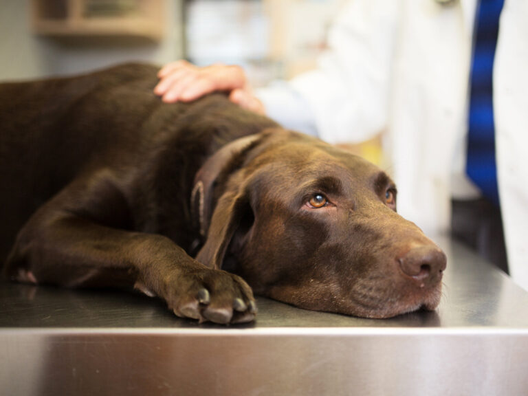 A dog lies on an examining table at the vet