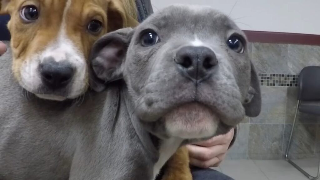 puppies-abandoned-6abc-2023-12-01 Puppies