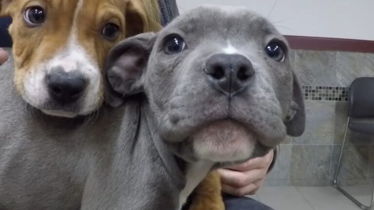 Puppies