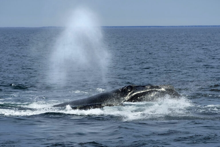 File photo: A North Atlantic right whale surfaces on Cape Cod Bay, in Massachusetts, on March 27, 2023.