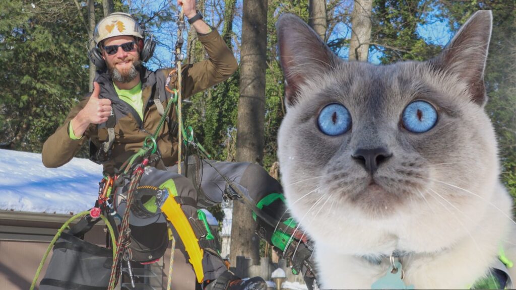 Steven Murrow in a tree with a cat in foreground