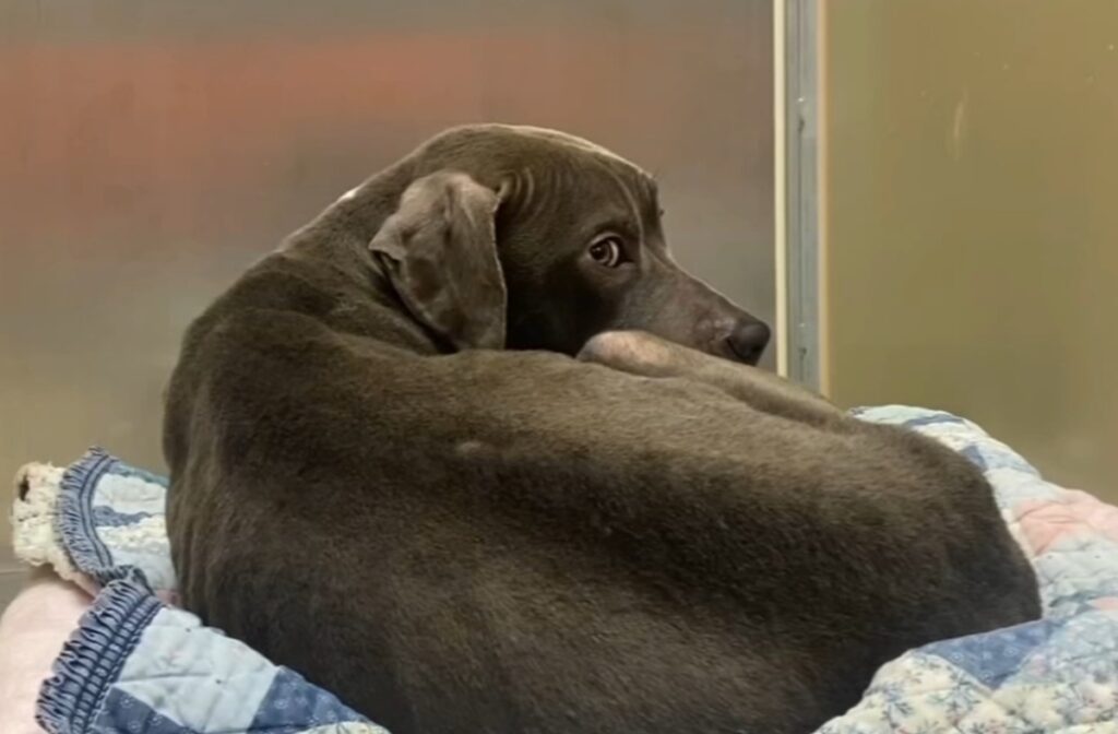 Dog curled up in a shelter