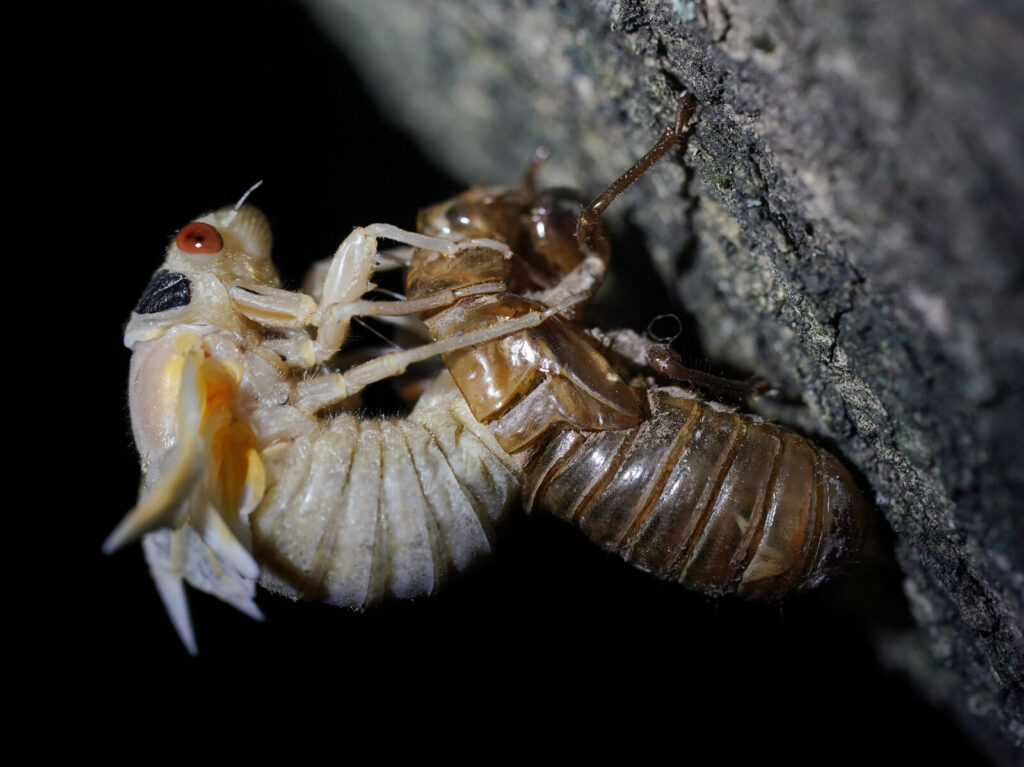 Cicada Invasion A cicada sheds its nymph shell in Chevy Chase, Md., during the emergence of Brood X in May 2021.