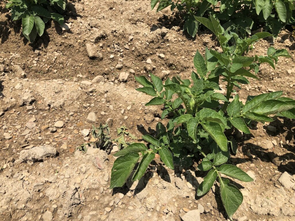 A stunted potato plant is next to a healthy plant.