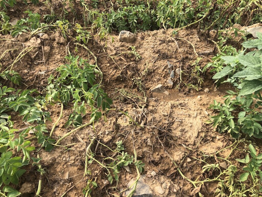 Maturing potato plants in a field with infected plants